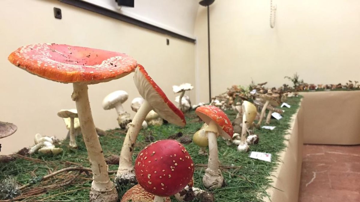 L'Exposició de bolets del Morell arriba a la 23ª edició