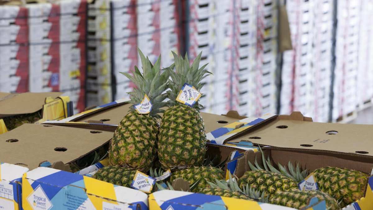 El Port, presente en Fruit Logistica, la principal feria del sector internacional de frutas y hortalizas