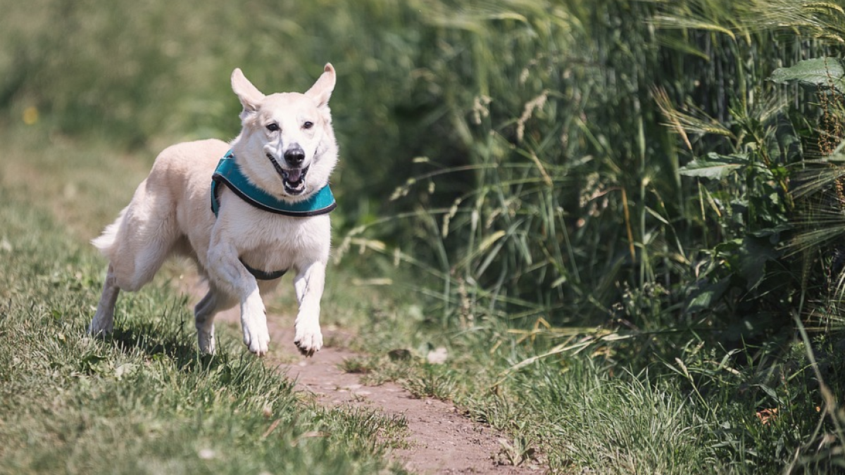 Cau una banda criminal encarregada de robar gossos de caça