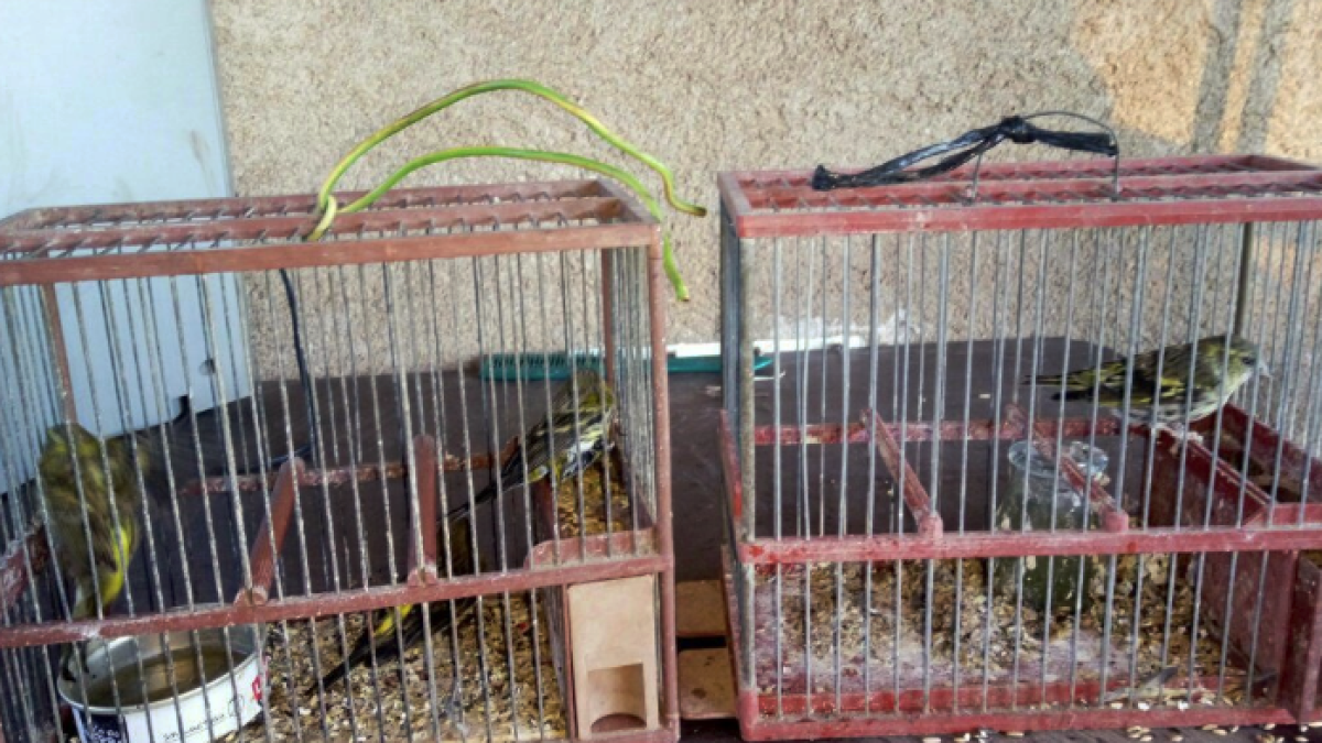 Denuncien una persona per caçar ocells amb mètodes prohibits a Alcanar