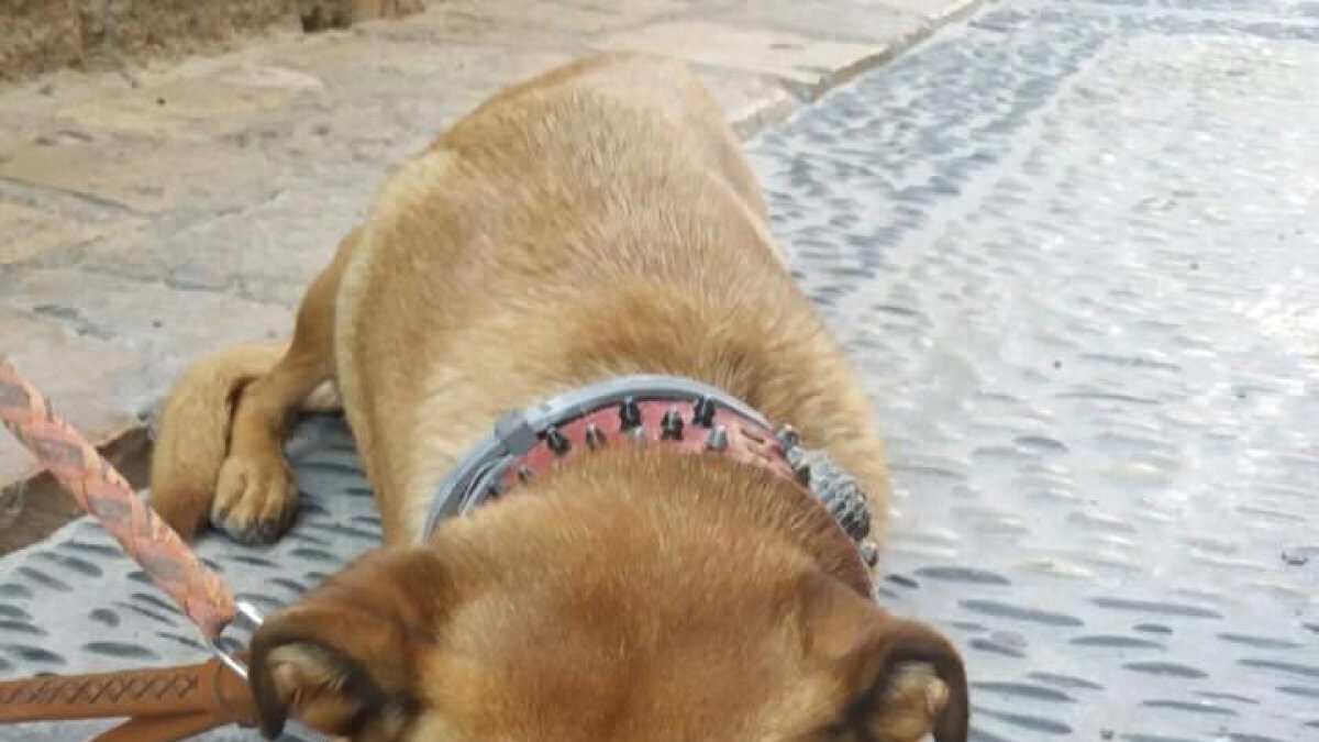 Les xarxes socials es mobilitzen per una gossa trobada amb el seu propietari difunt