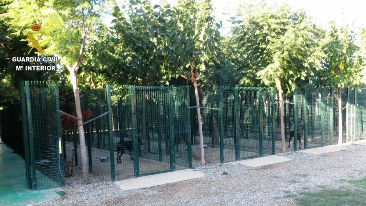 Denuncian a un vecino de Riudoms que se dedicaba a la cría y venta ilegal de dobermans