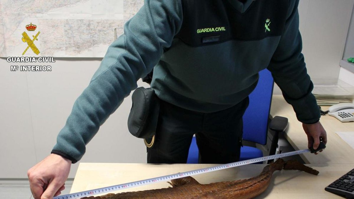 La Guardia Civil interviene un cocodrilo disecado que un tarraconense vendía a Internet