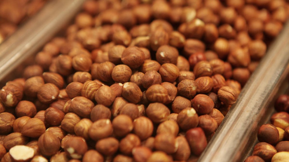 Unas 4.000 familias del Campode Tarragona, en riesgo por el bajo precio de la avellana