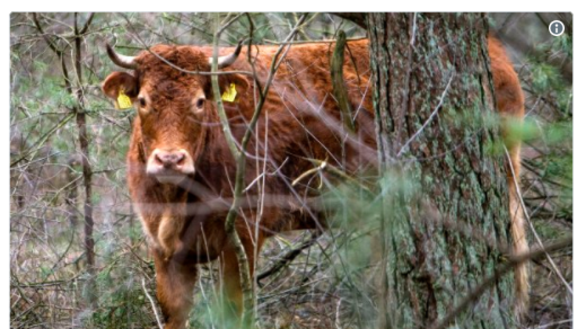 Una vaca es fa famosa a Holanda després de fugir de l'escorxador