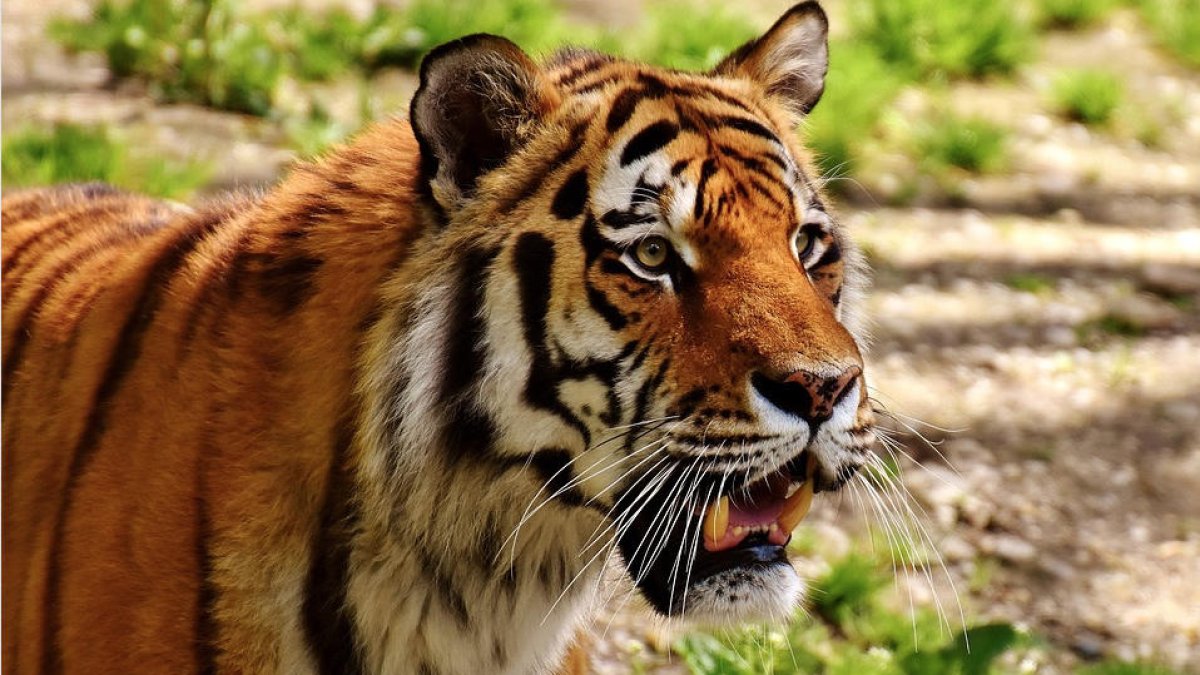 Un tigre s'escapa del circ i es passeja pel mig de París