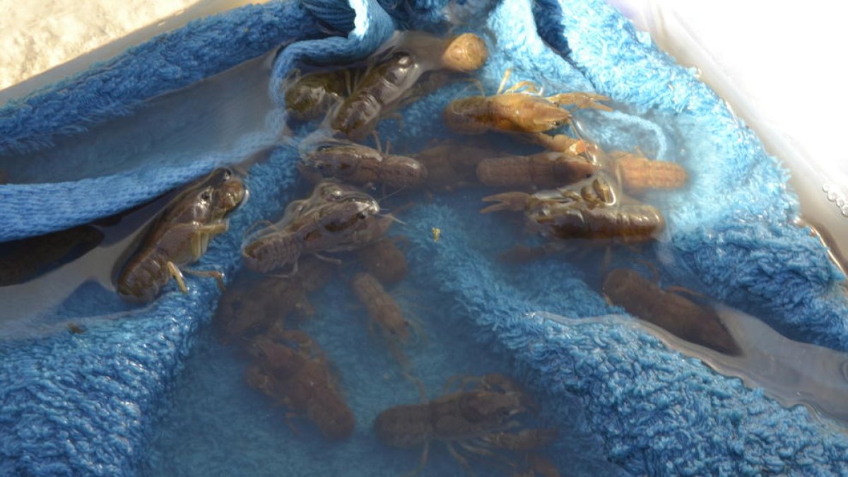 Un total de 120 cangrejos de río ibérico son liberados en las rieras tarraconenses