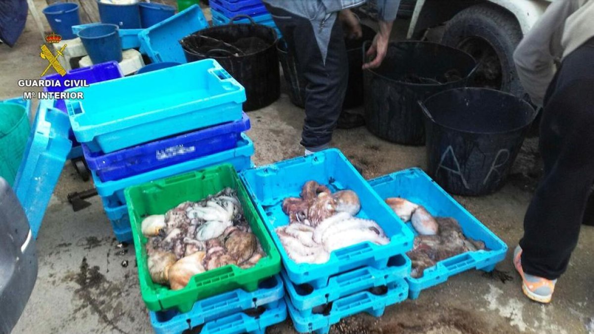 Intervienen en Deltebre 131 kilos de pulpos destinados a la venta ilegal
