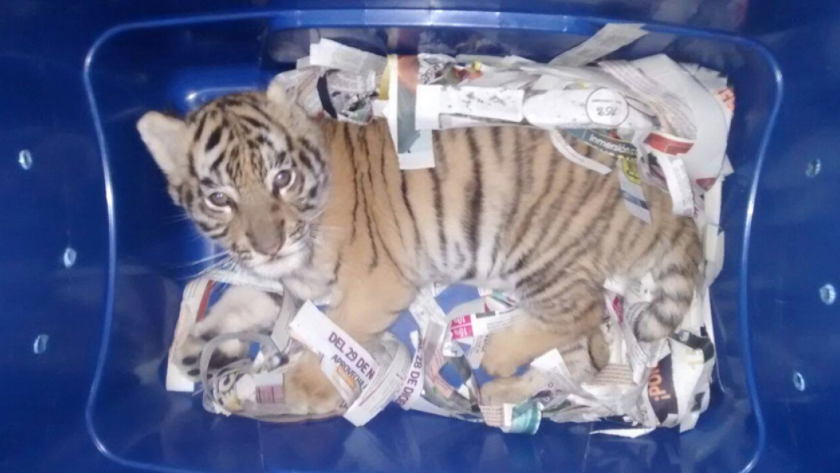 Encuentran un cachorro de tigre de bengala en un paquete de 'correo urgente'