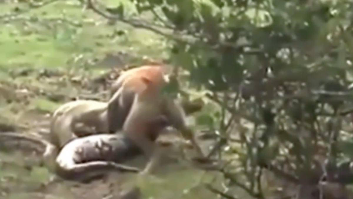 Impressionant lluita entre un gos i una anaconda