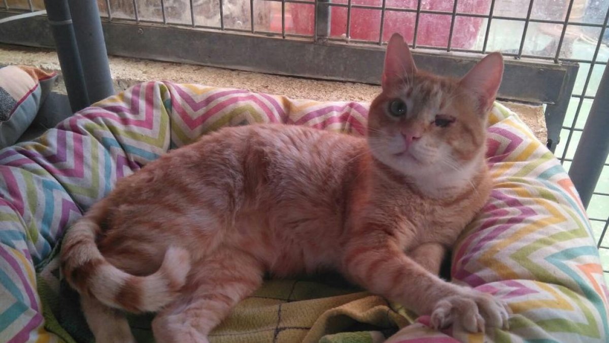 La Protectora necesita mantas para ayudar a los animales a combatir el frío