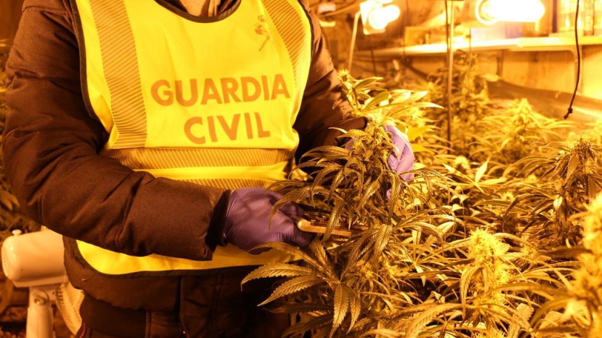 Detenen un jubilat per cultivar marihuana al Pla de Manlleu