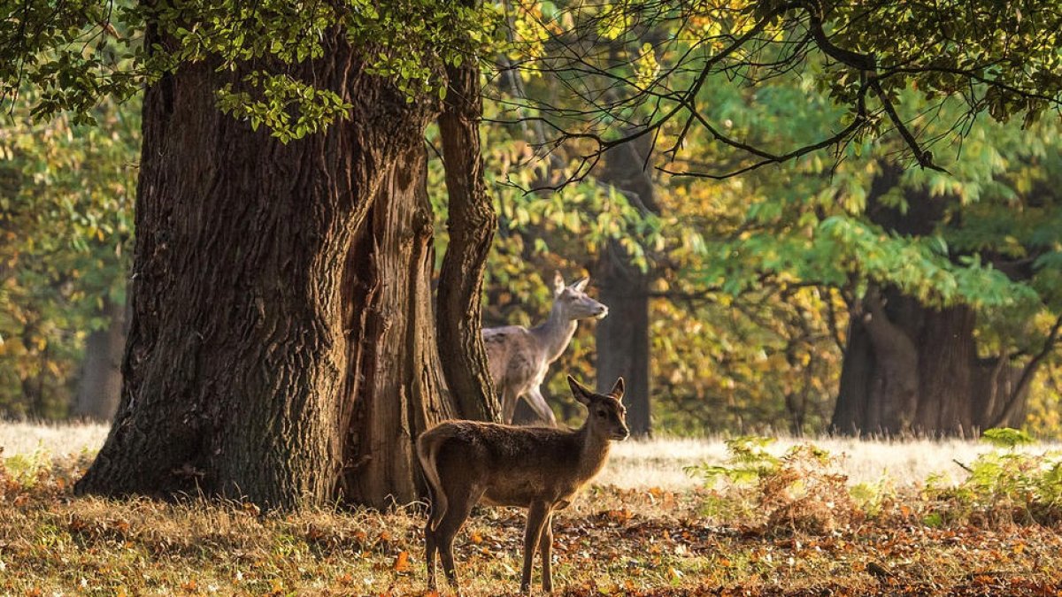 Confon una dona amb un cérvol i la mata d'un tret