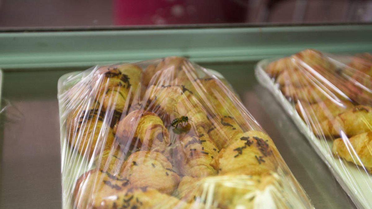 Las abejas vuelven a las panaderías de El Pallol y su entorno