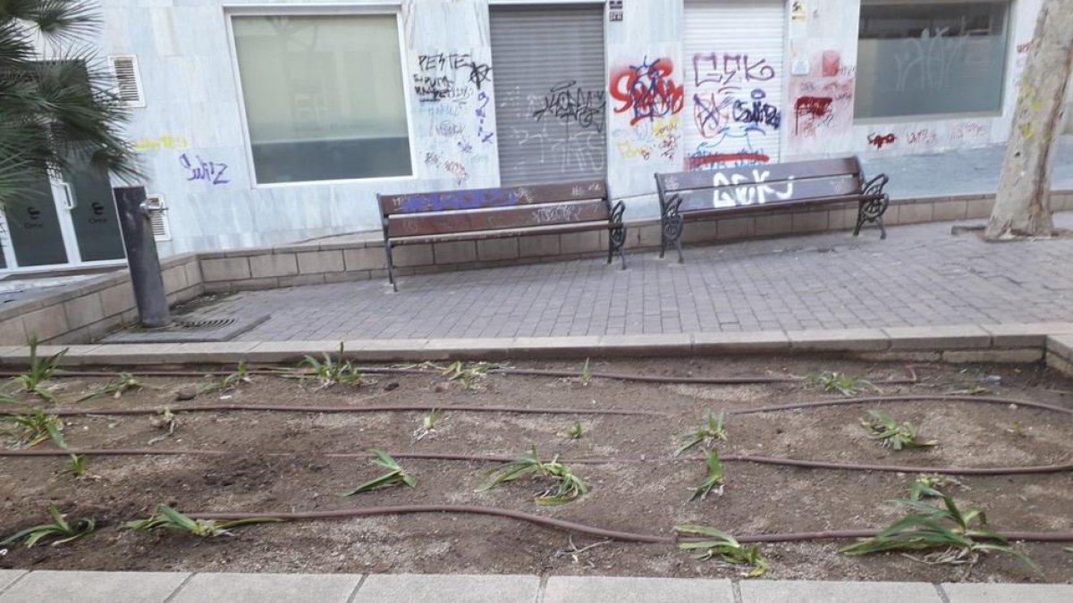 Aplazan la plantación de flores en la plaza Pompeu Fabra por el incivismo