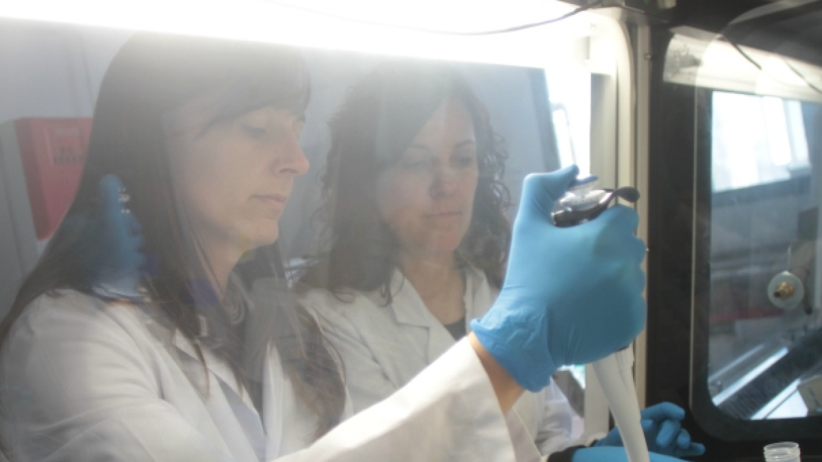 Patentan fibra antioxidante de avellana después demostrar el efecto saludable