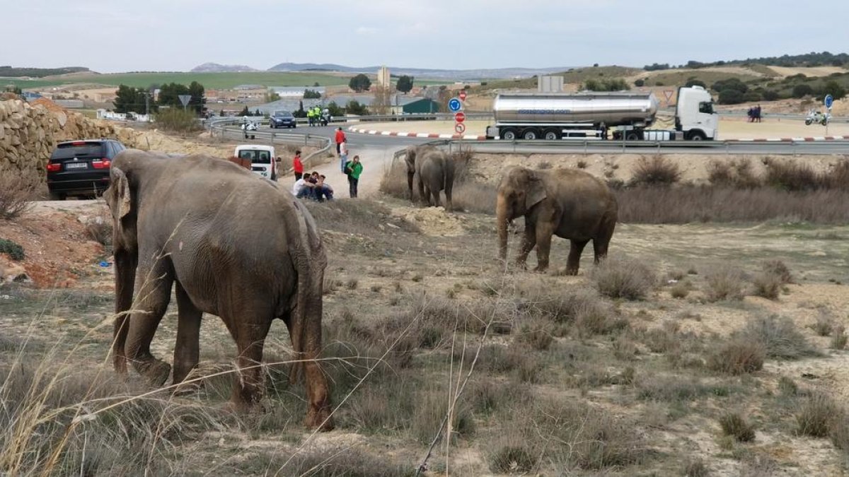 Un camió bolca a l'A-30 a Albacete i perd tota la càrrega d'elefants