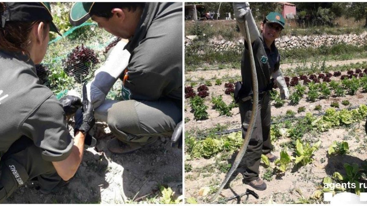 Rescatan una serpiente en un huerto en los Pallaresos