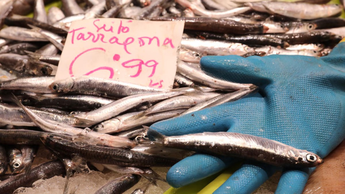 El sector de la llum pesca seitó de mida més gran des de fa mes i mig