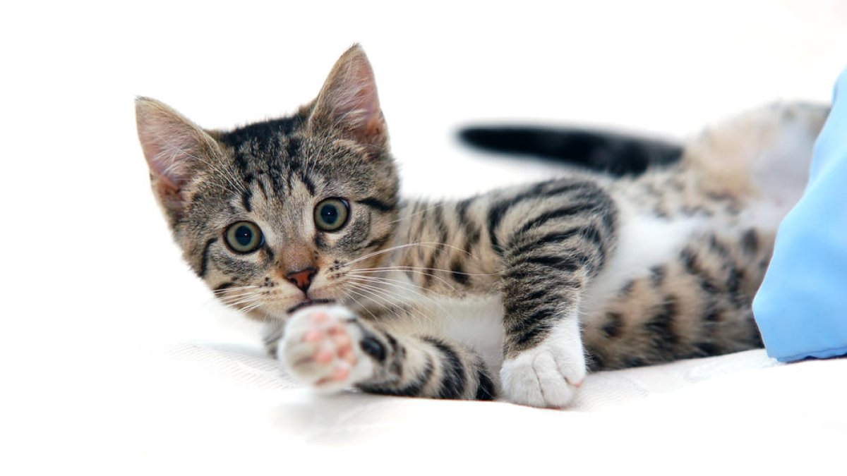 Per què no has de jugar amb les mans amb el teu gat?