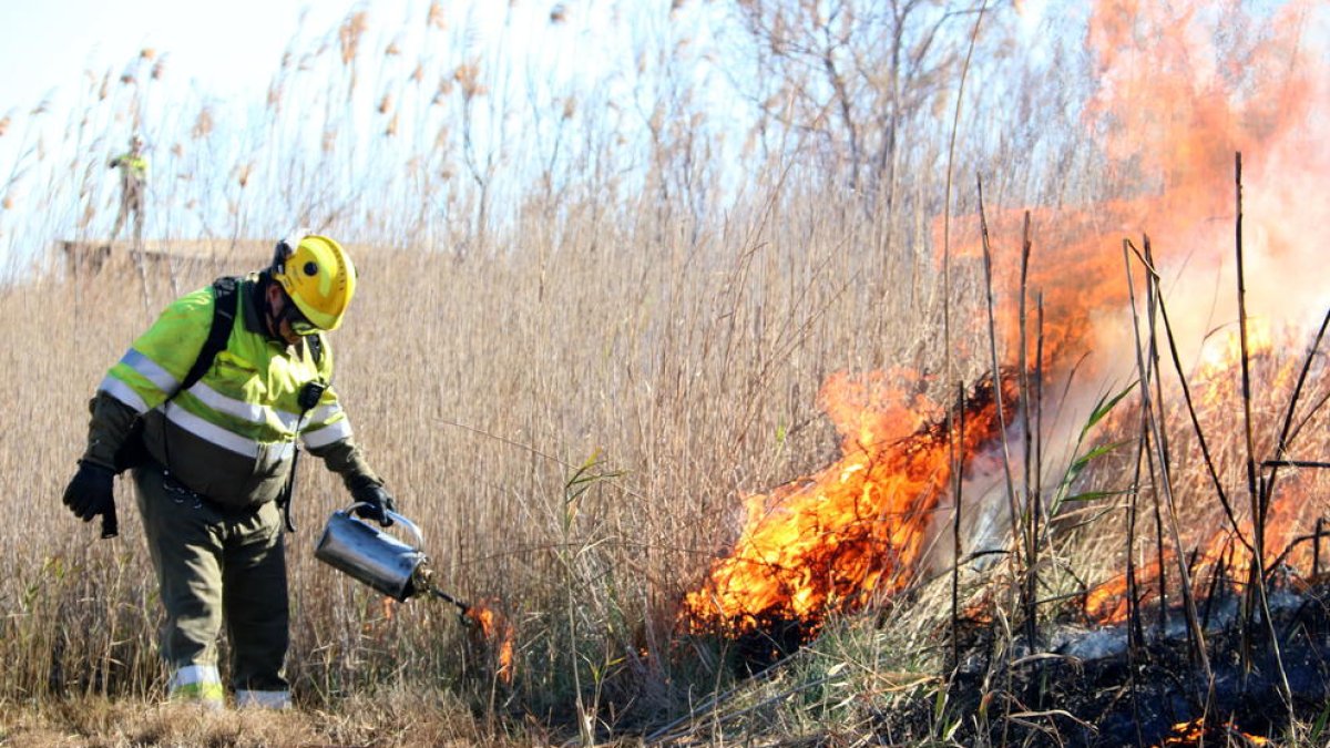 parc natural, gestió, foc, Agents Rurals, crema, regenerar, Olles, Fermín Morales, oxigenar, boga, controlada, delta de l'Ebre