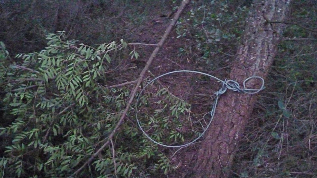 Denunciat per utilitzar un llaç de caça prohibit per capturar porcs senglars a Marçà