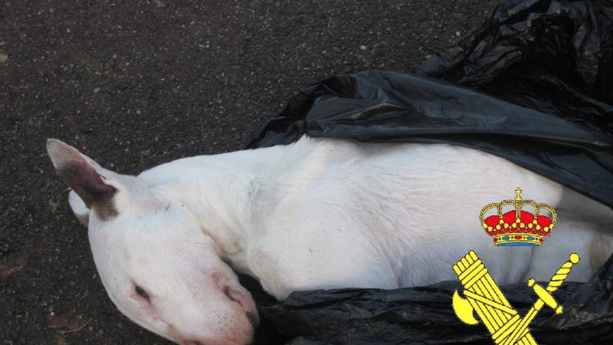 Investiguen un home per matar de gana un gos robat