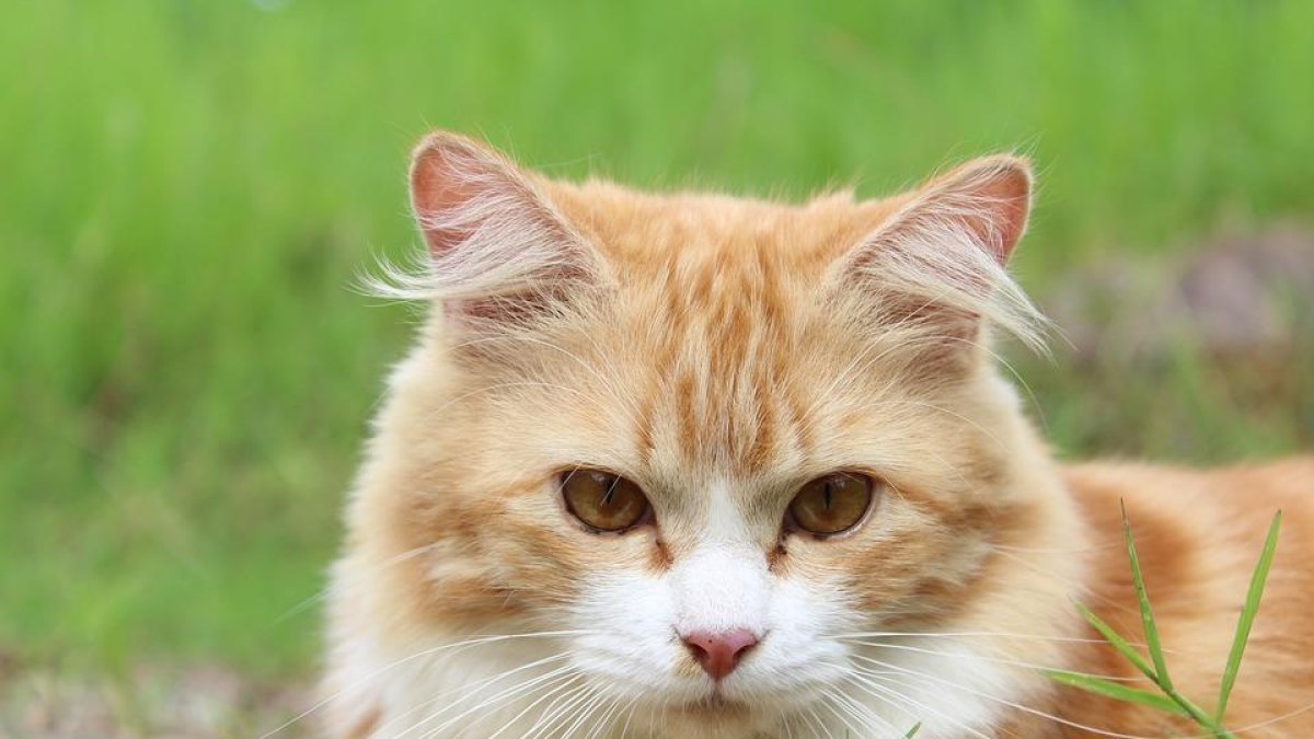 ¿Qué tener en cuenta si tienes que viajar en coche con tu gato?