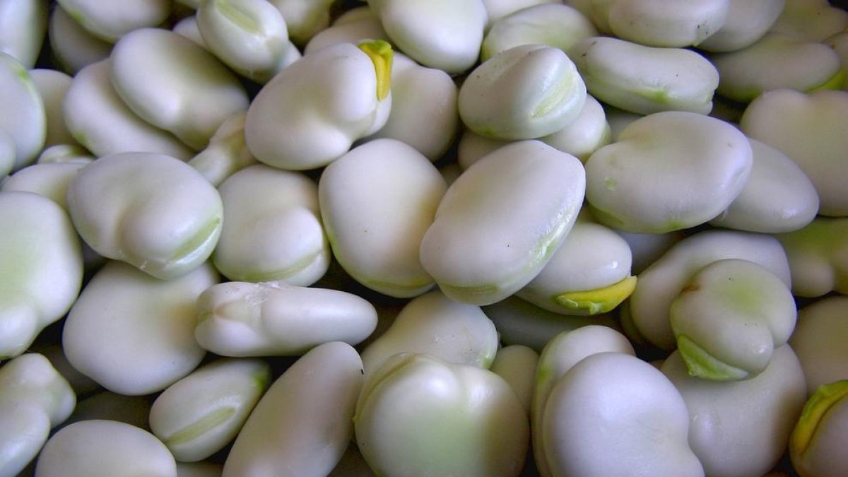 Les faves agafen el relleu al calçot durant la primavera a Valls