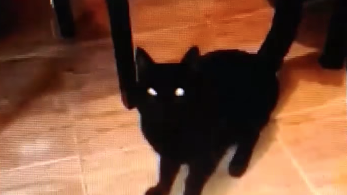 Detenida la chica que mató un gato poniéndolo en la lavadora y compartiendo el vídeo en las redes