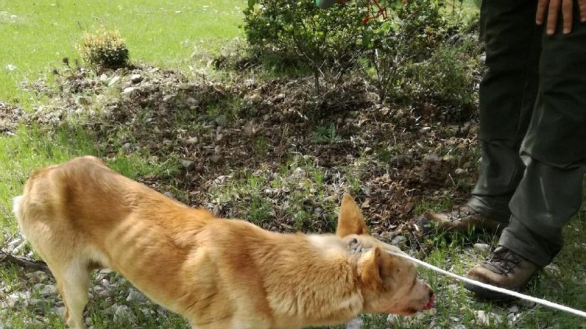 Rescatan un perro atrapado en los Estrets de Arnes