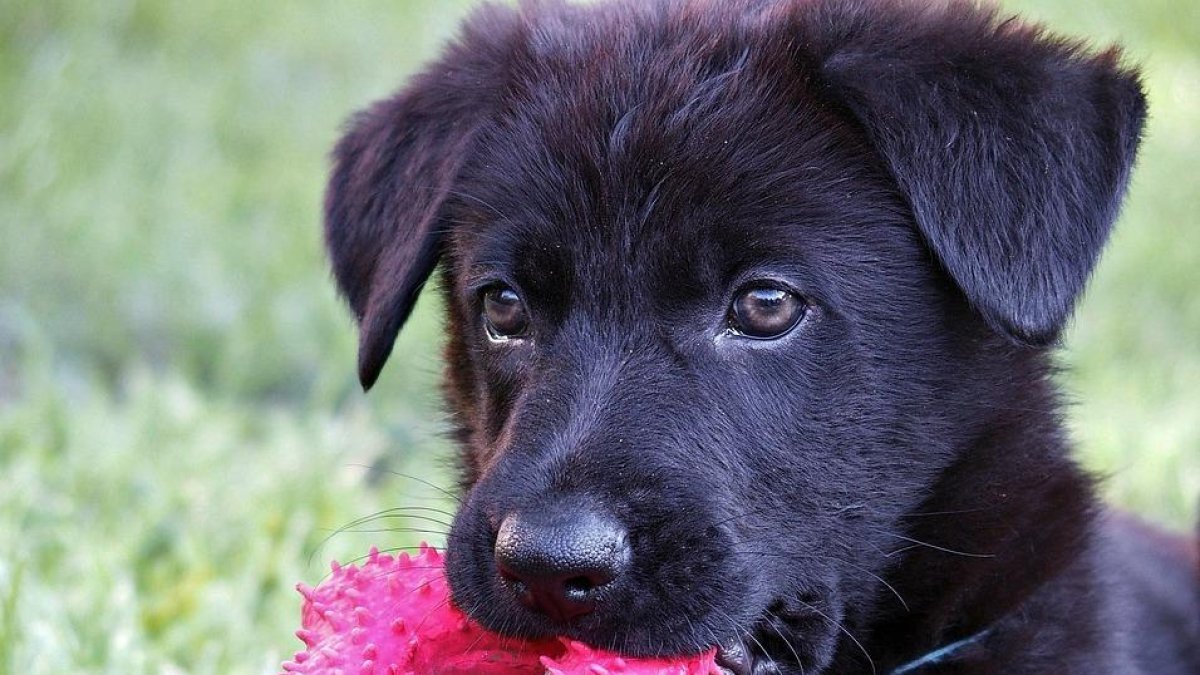 ¿Tiene sentido hablar a nuestro perro como si fuera un bebé?