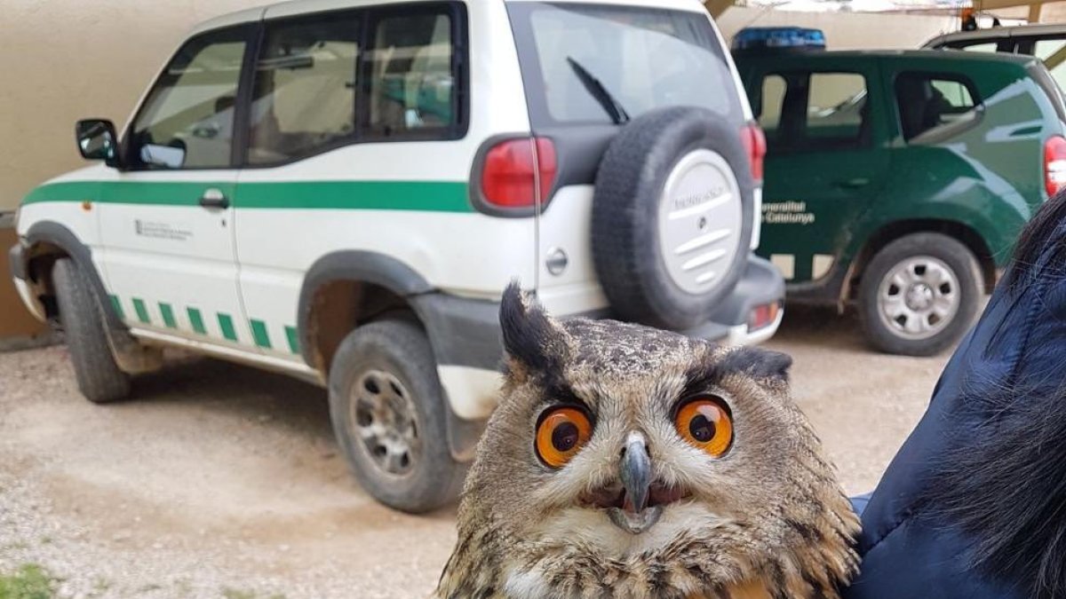 Recogen un duque herido en Móra d'Ebre