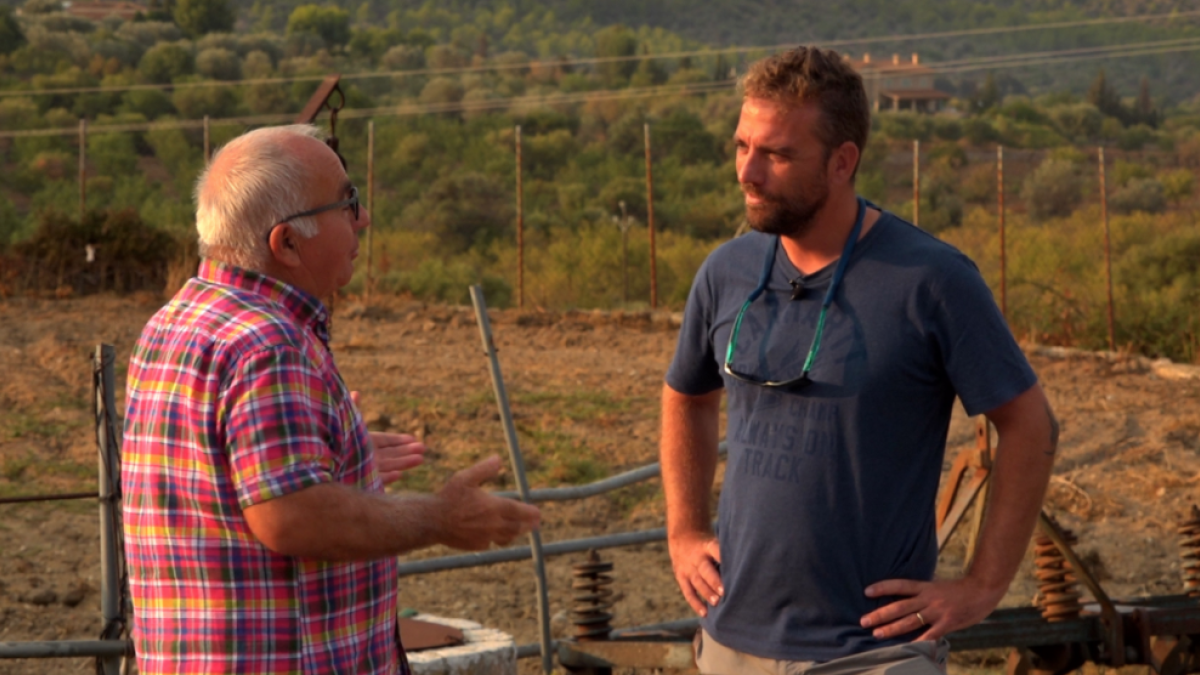 Dos pitbulls provocan una matanza de ovejas en una finca de las Baleares