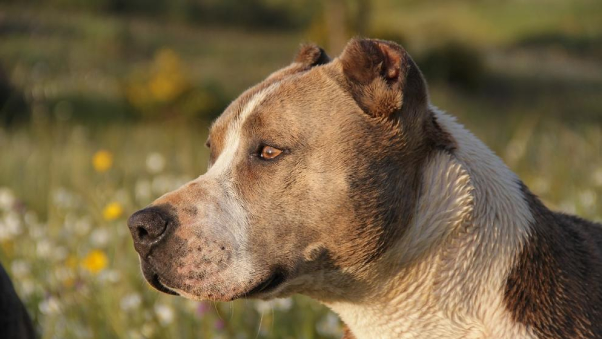 Un pitbull mata un perro pequinés y muerde el brazo a su propietaria en Reus