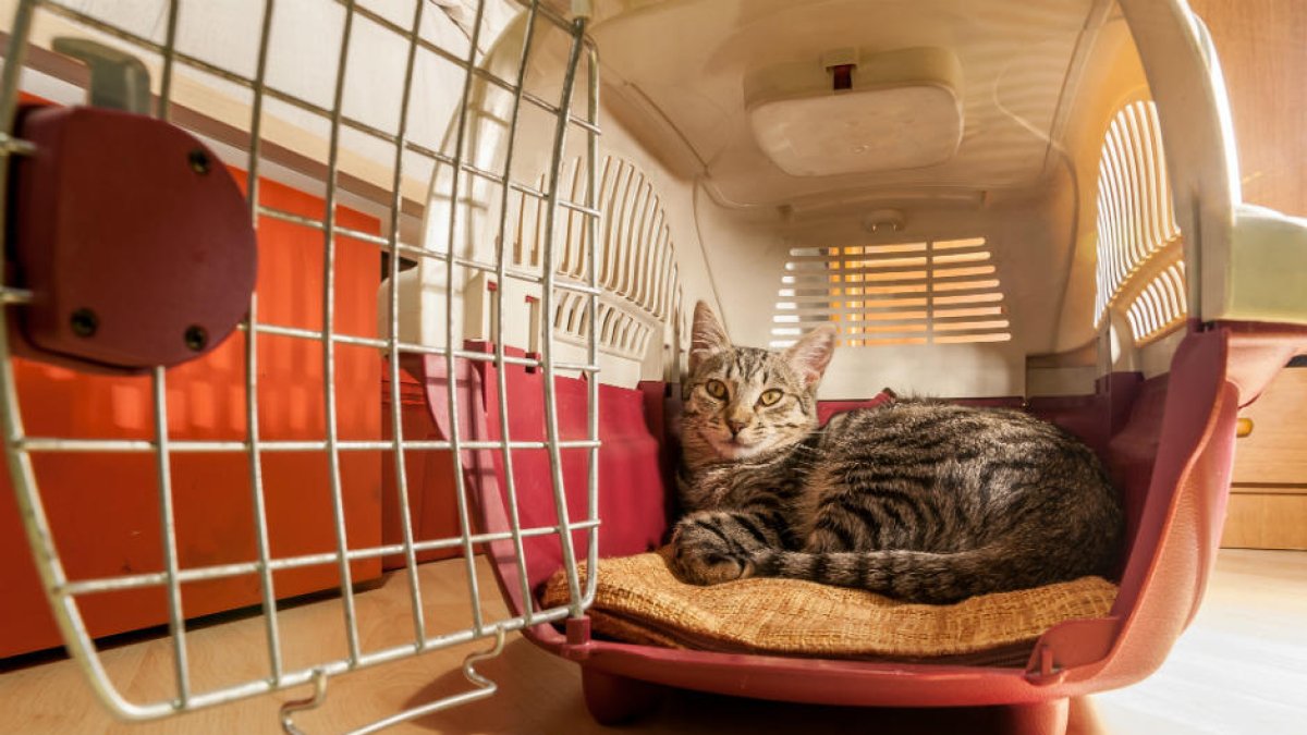 Un gest per evitar que el nostre gat s'estressi