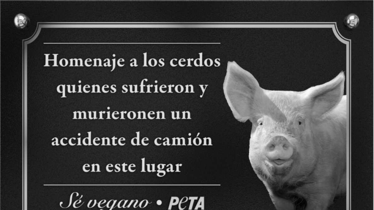 PETA quiere hacer un homenaje a los cerdos accidentados en Vila-seca