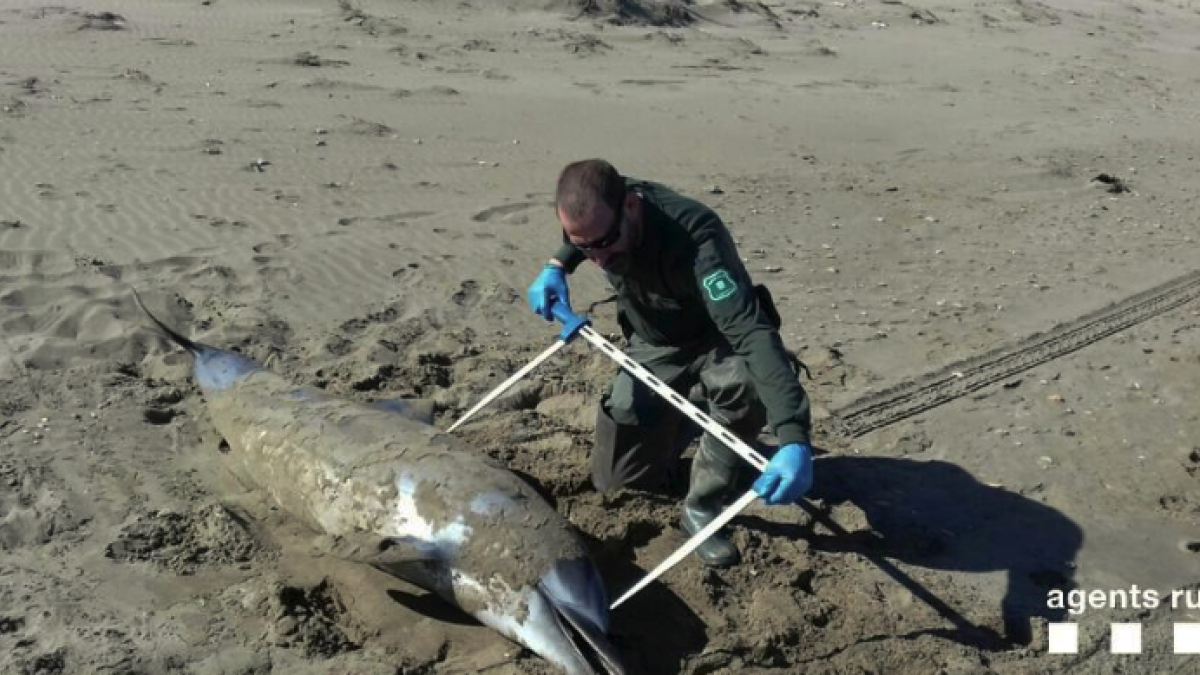 Troben un dofí llistat mort a Deltebre