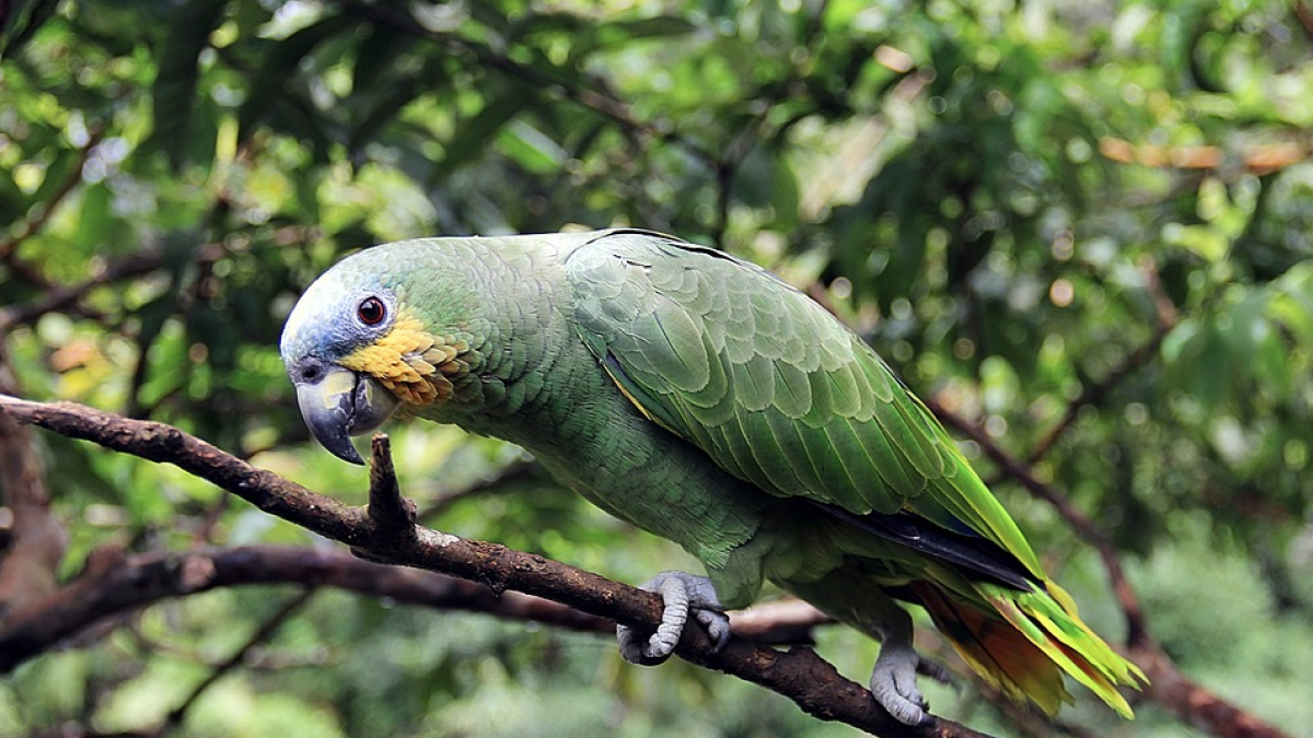 Detingut per robar el lloro d'un domicili i demanar-ne un rescat de 100 euros
