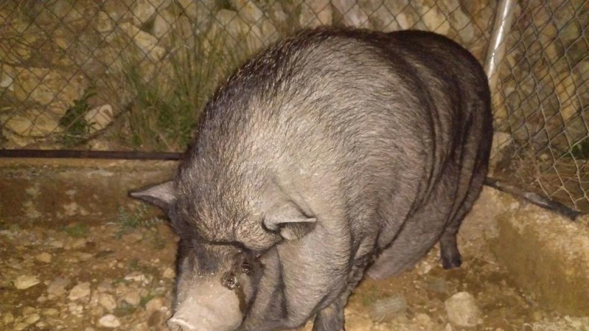 Rescaten a Julieta, una truja vietnamita de Sant Pere i Sant Pau