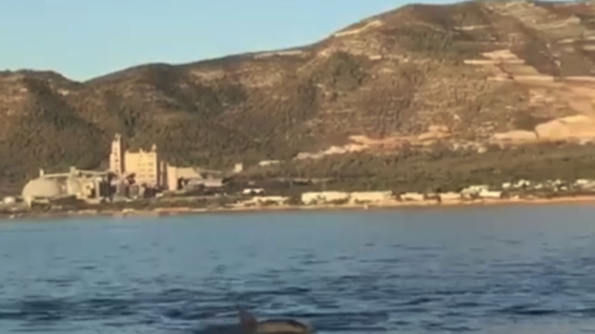 Avistan un grupo de delfines cerca de Sant Carles de la Ràpita