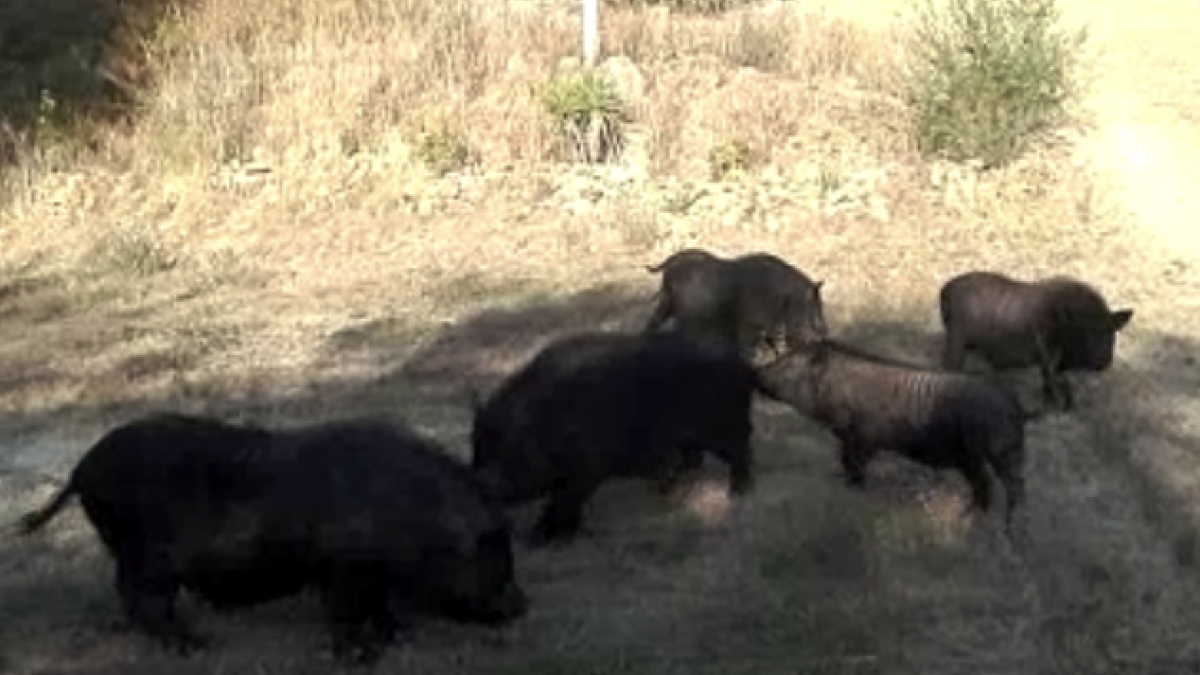 Un grup de sis porcs senglars es deixa veure a Sant Pere i Sant Pau