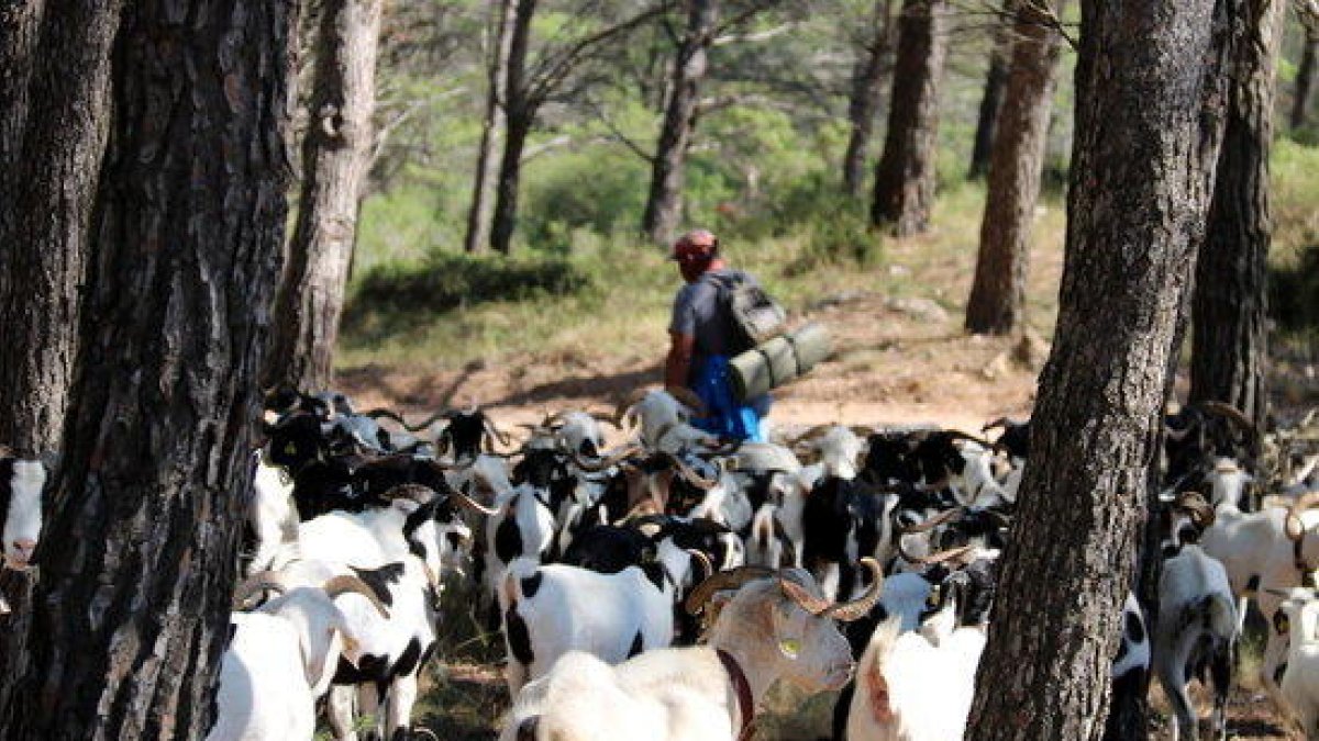 La Terra Alta quiere ser subsuyo de la Escuela de Pastores de Rialp para hacer prácticas y establecer a los futuros cabreros