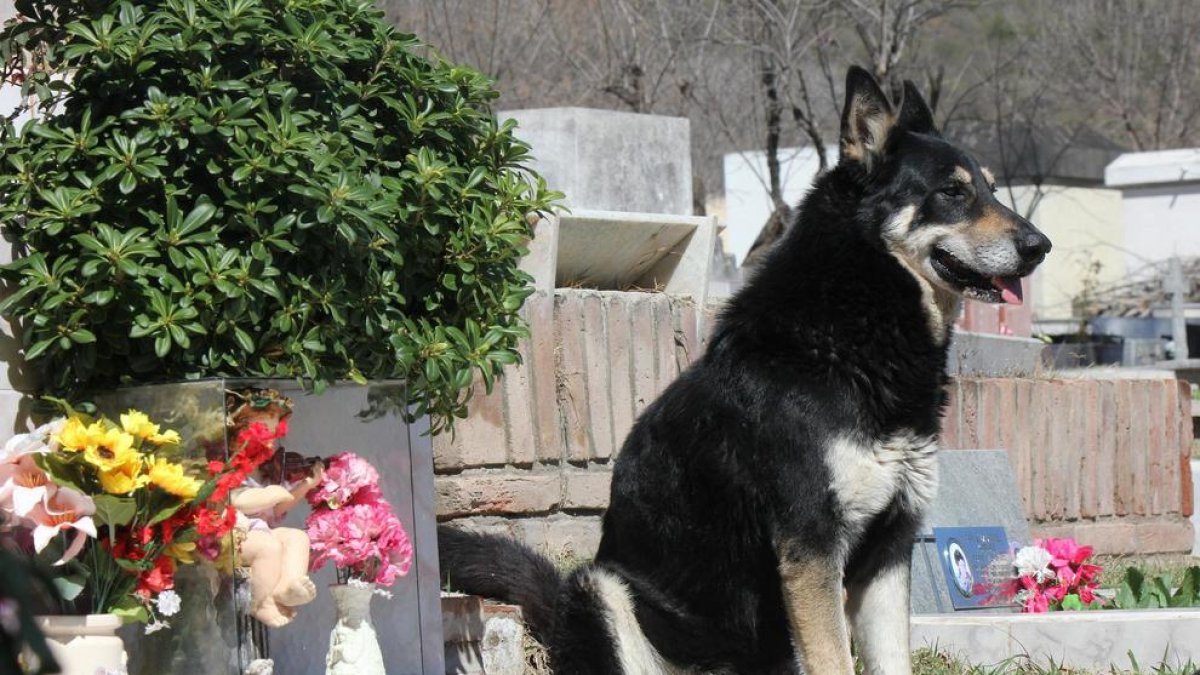 Muere el perro que veló la tumba de su amo durante más de 10 años