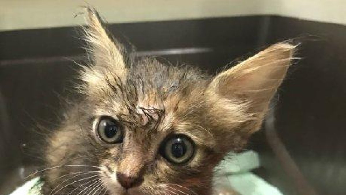 Rescatan un gato atrapado en la zona del motor de un coche en un parking de Cambrils