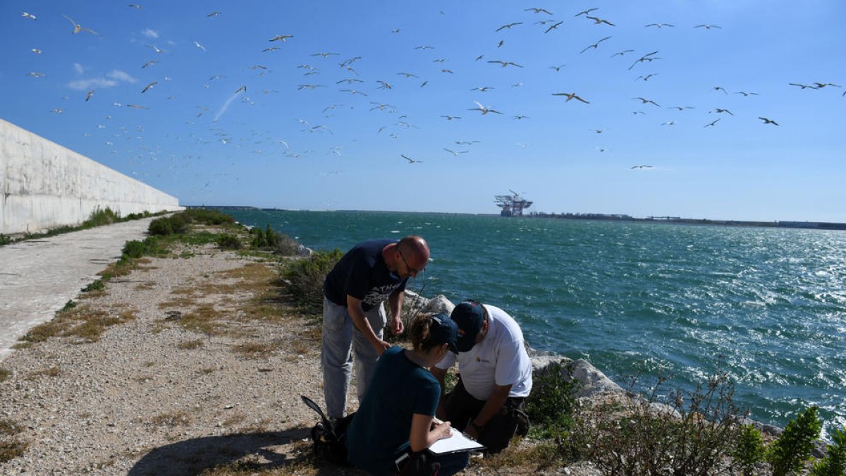 Anellaran un miler de polls de gavina corsa als ports de Barcelona, Tarragona i al delta de l'Ebre