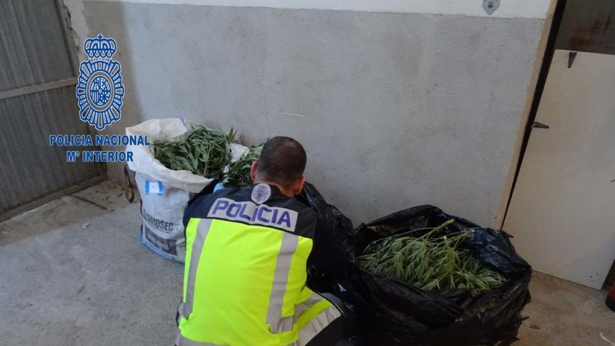 Desarticulada una organización dedicada al cultivo y la venta de marihuana en Tortosa