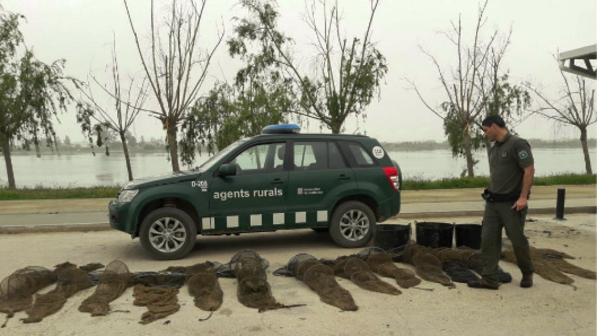 Denunciado un pescador furtivo por pescar 14,7 kilos de anguilas