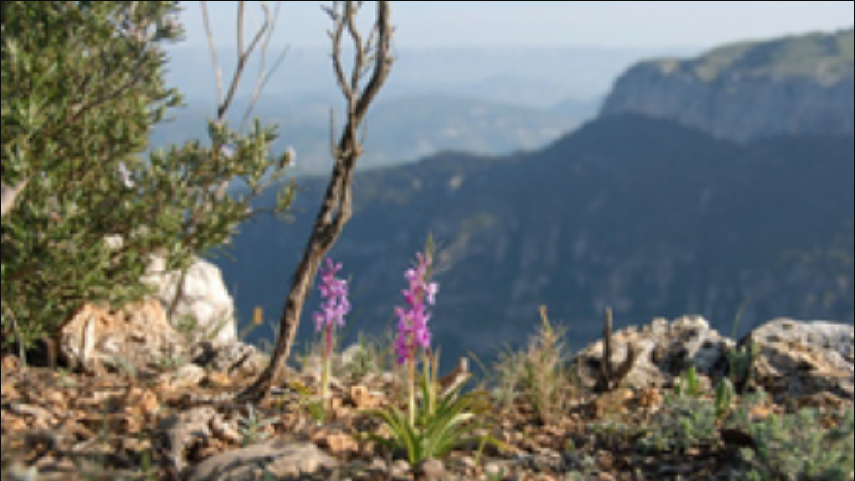 Una batería de actividades promocionan el patrimonio natural del Montsant