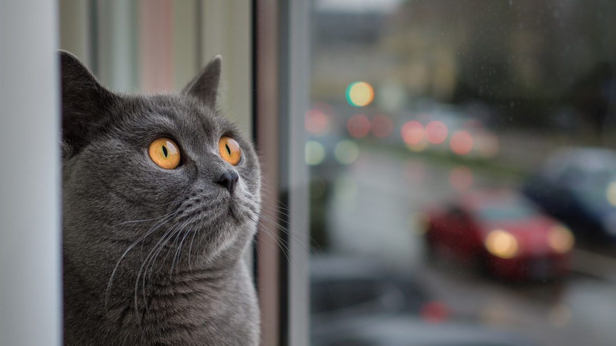 Detenido por matar la gata de su vecino disparándola con una escopeta de aire comprimido